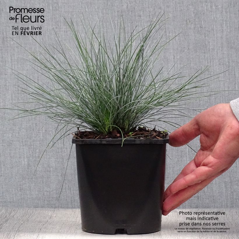 Example of Blau-Schwingel Elijah Blue - Festuca glauca Topf mit 2L/3L as you get in automne