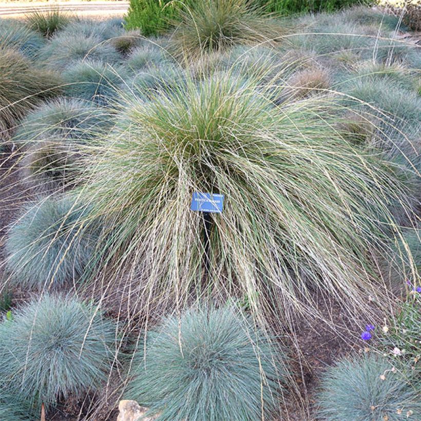 Atlas-Schwingel - Festuca mairei (Plant habit)