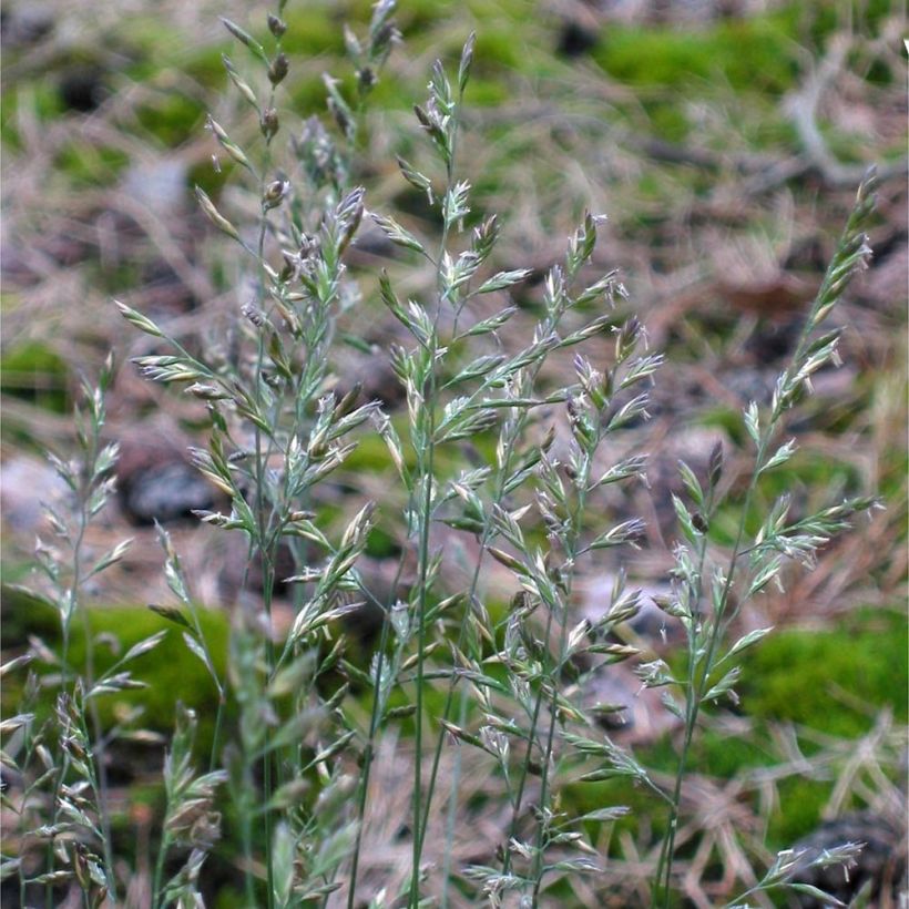 Schaf-Schwingel - Festuca ovina (Flowering)