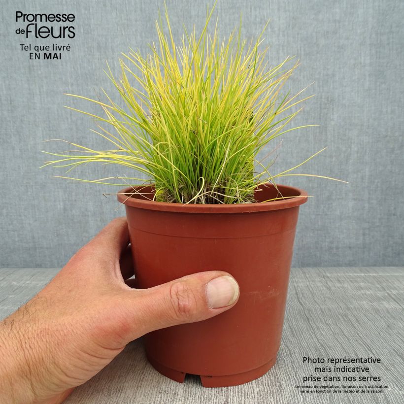 Exemplar von Blau-Schwingel Golden Toupee - Festuca glauca Topf mit 1L/1,5L wie im Frühjahr geliefert