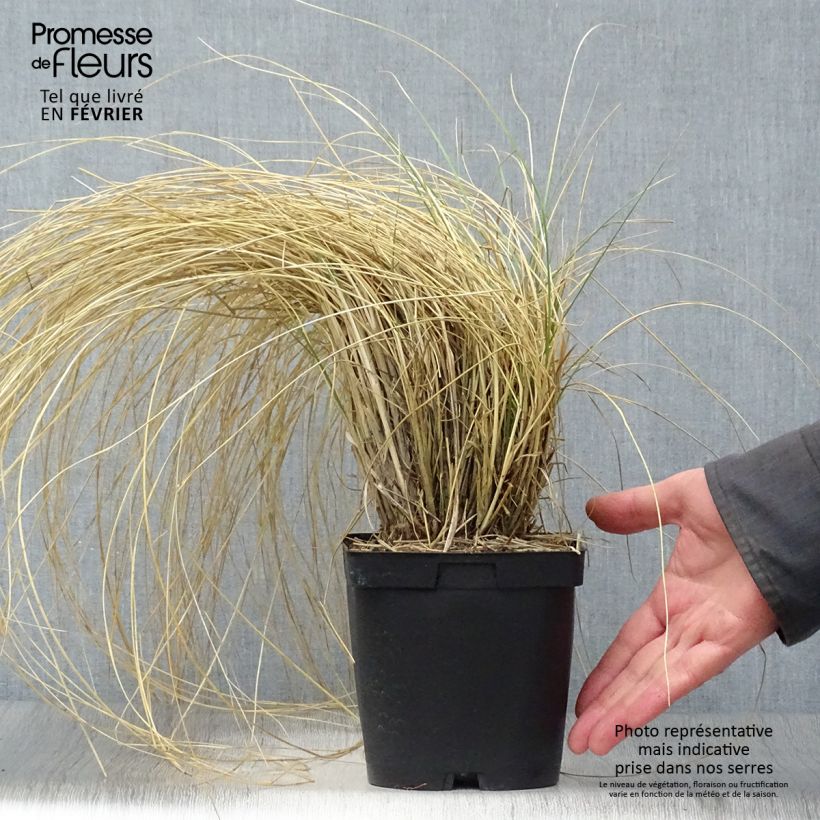 Exemplar von Atlas-Schwingel - Festuca mairei Topf mit 2L/3L wie im Winter geliefert
