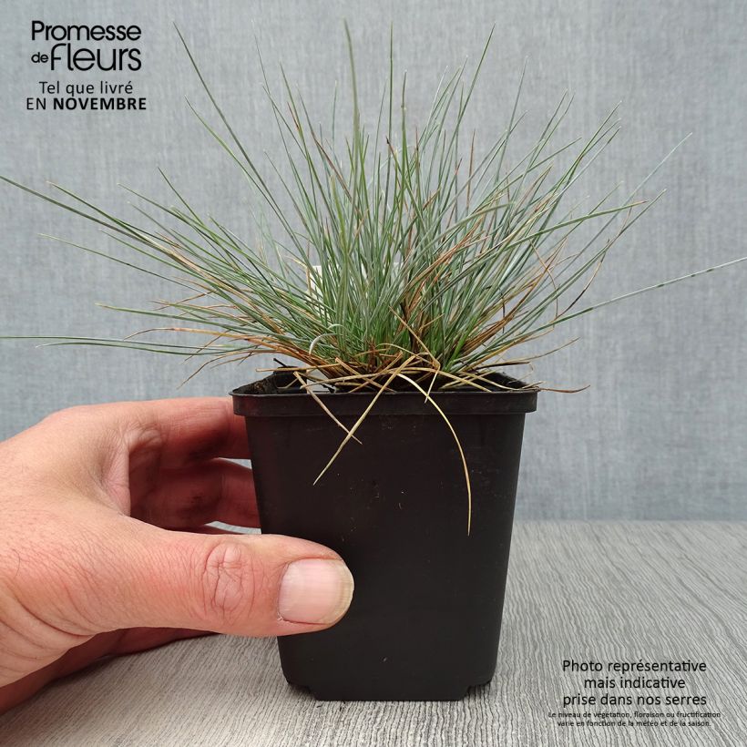 Example of Blau-Schwingel Elijah Blue - Festuca glauca Kleine Töpfe von 8/9 cm as you get in automne