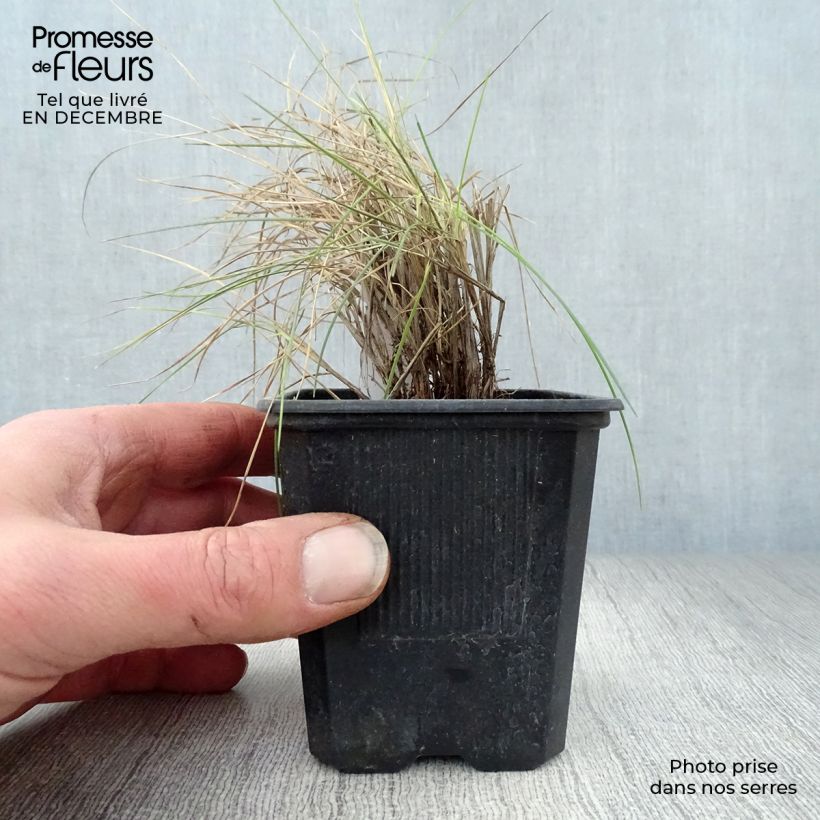 Exemplar von Blau-Schwingel Elijah Blue - Festuca glauca Kleine Töpfe von 8/9 cm wie im Winter geliefert