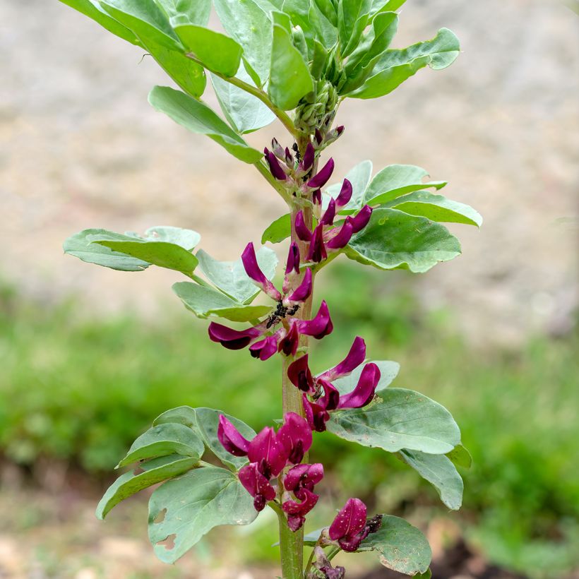Ackerbohne Crimson Flowered (Flowering)