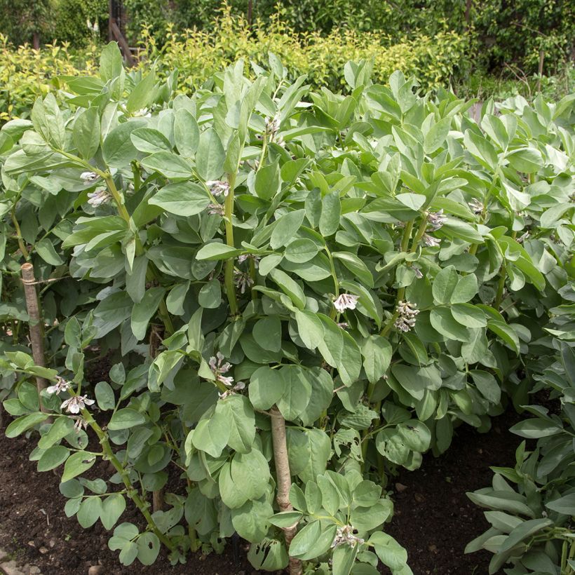 Ackerbohne Masterpiece Green Longpod (Plant habit)