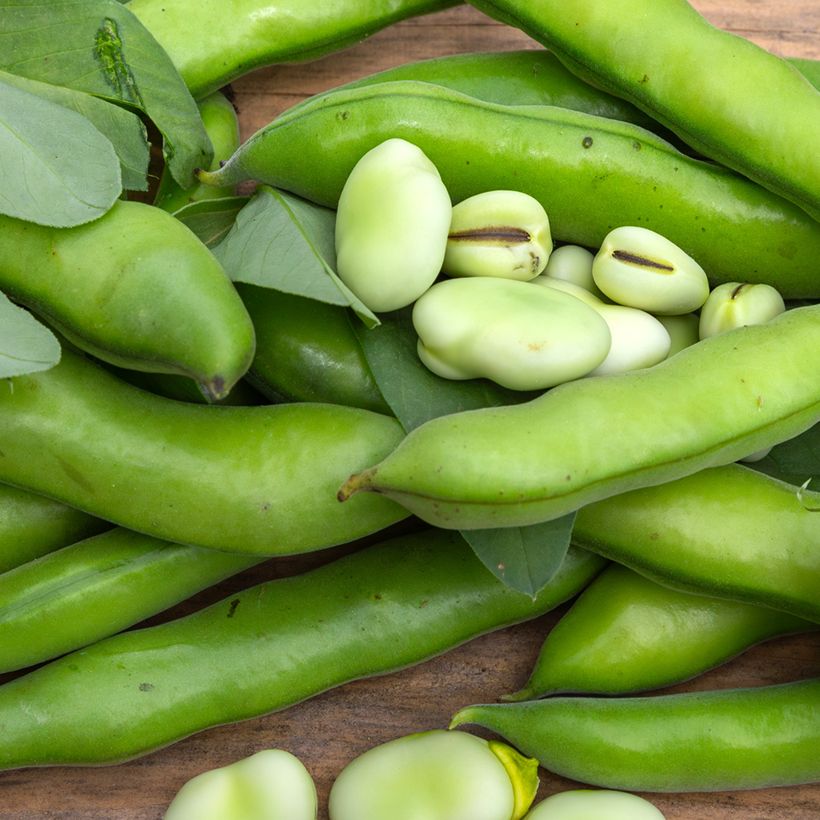 Ackerbohne Aguadulce (Bio samen) (Harvest)