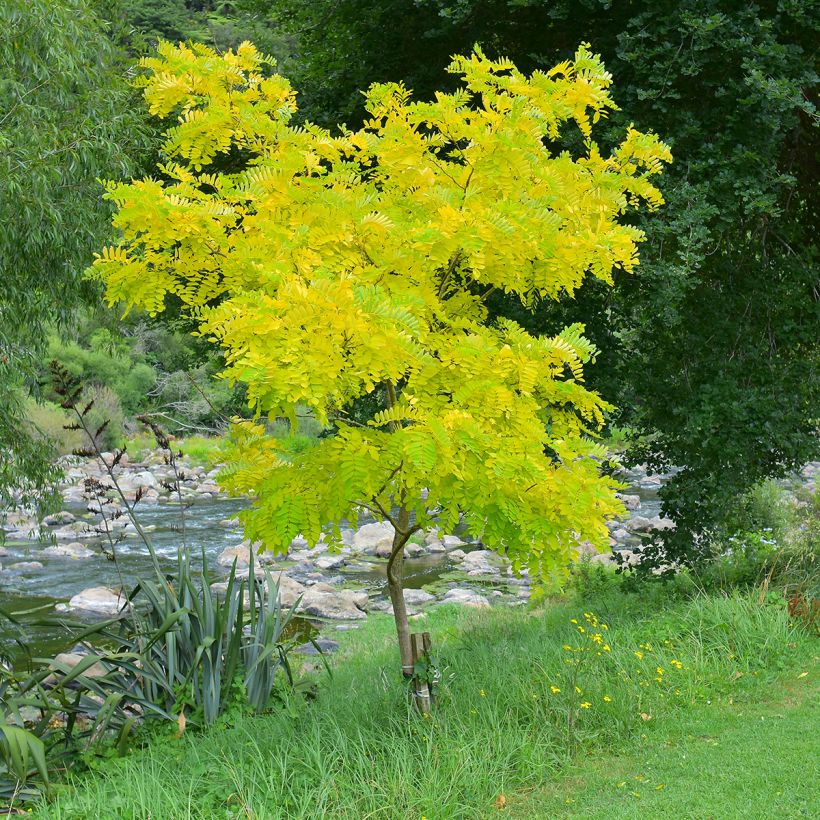 Gleditsia triacanthos f.inermis Sunburst - Gleditschie (Hafen)