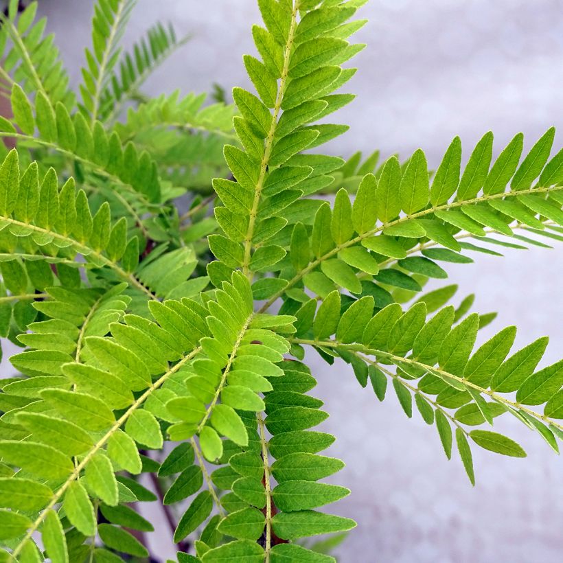 Gleditsia triacanthos f.inermis Sunburst - Gleditschie (Foliage)