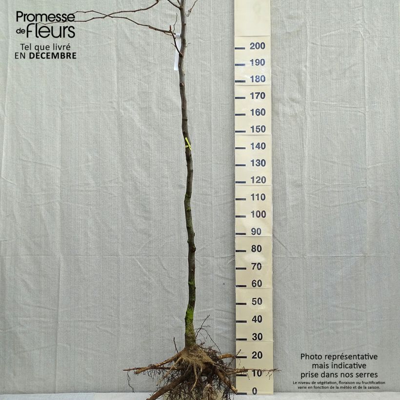 Example of Gleditsia triacanthos f.inermis Sunburst - Gleditschie Wurzelnackt as you get in hiver