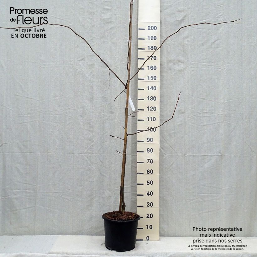 Example of Gleditsia triacanthos f.inermis Sunburst - Gleditschie Topf mit 7,5L/10L as you get in automne