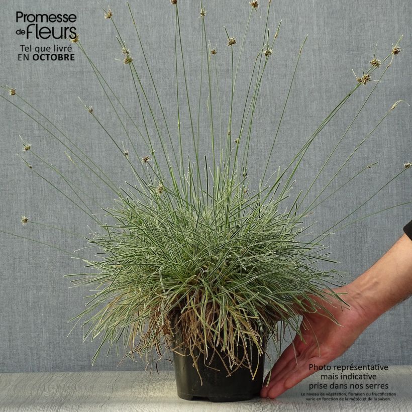 Example of Ficinia truncata Ice Crystal - Zwerbinse Topf mit 2L/3L as you get in automne