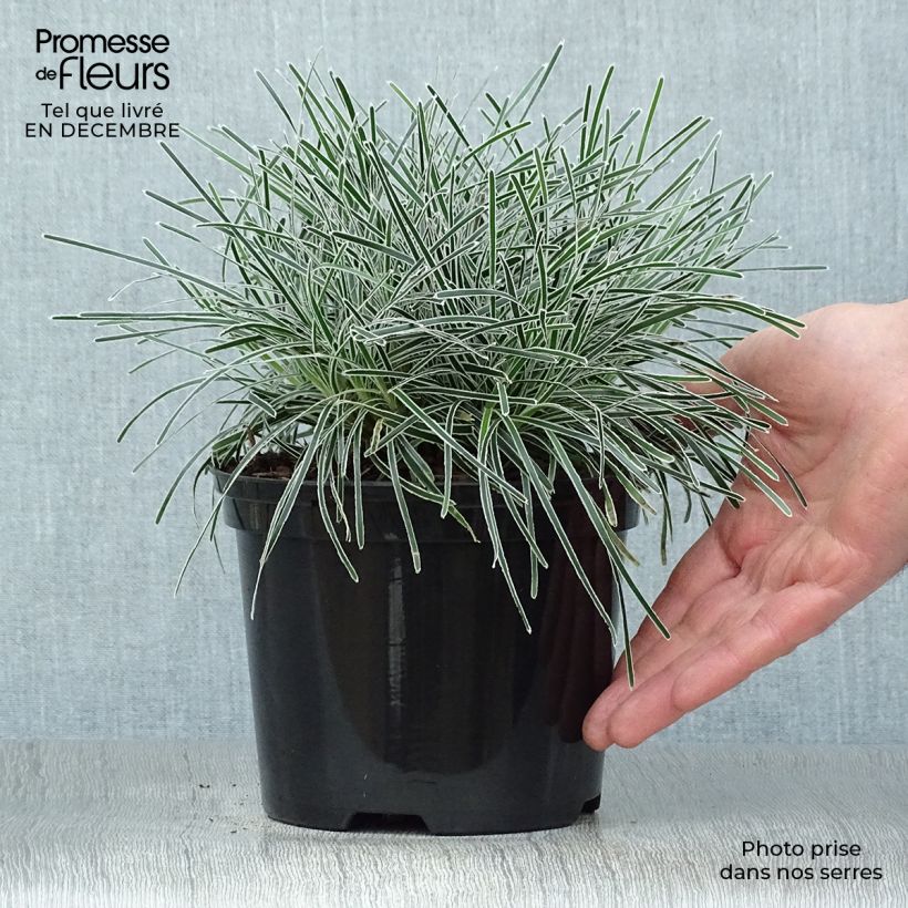 Exemplar von Ficinia truncata Ice Crystal - Zwerbinse Topf mit 2L/3L wie im Winter geliefert