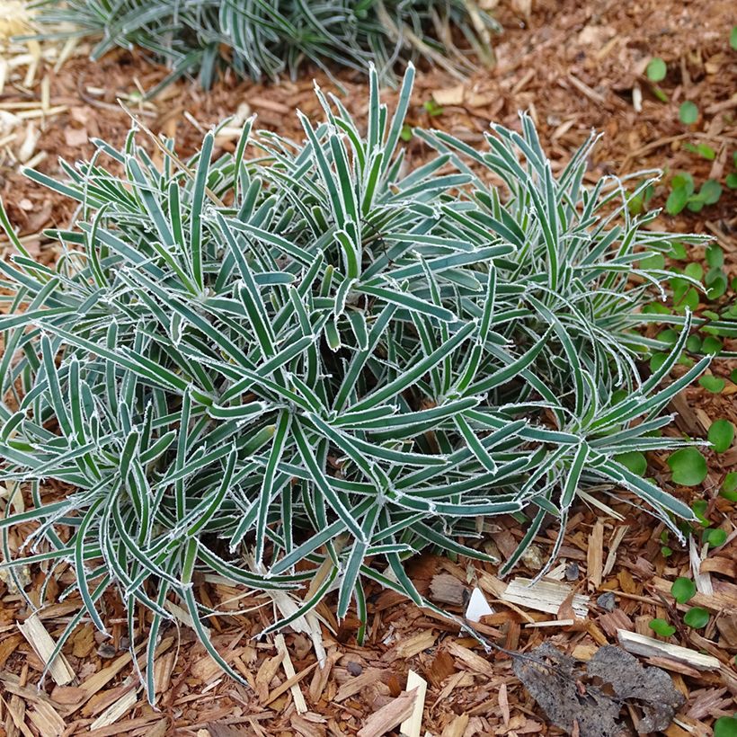 Ficinia truncata Ice Crystal - Zwerbinse (Plant habit)