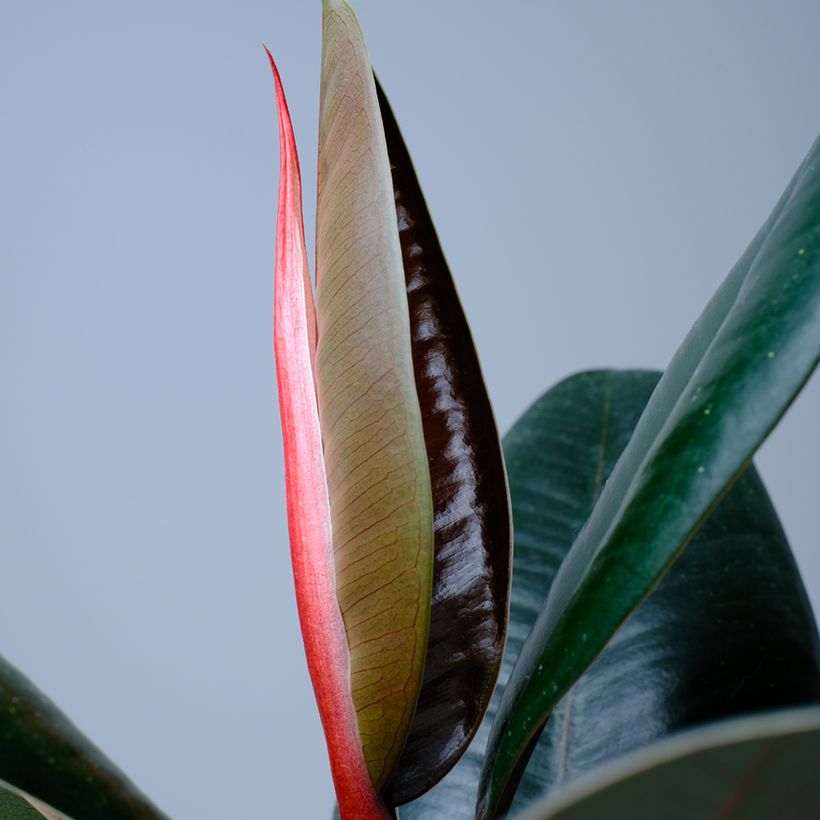 Ficus Abidjan - Caoutchouc (Foliage)