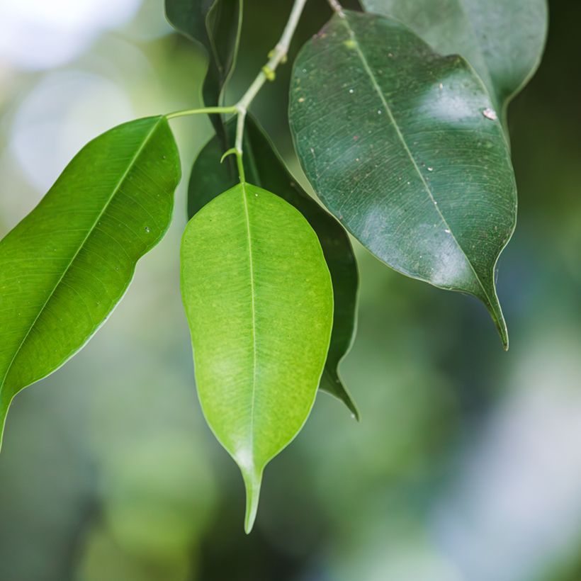 Birkenfeige - Ficus Exotica (Foliage)