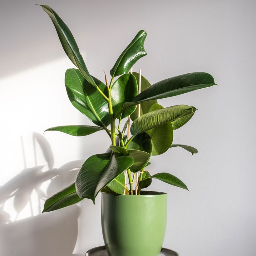 Gummibaum - Ficus Robusta (Plant habit)