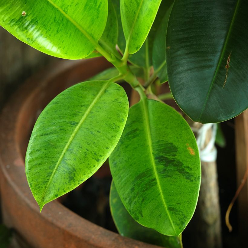 Ficus Shivereana - Gummibaum (Foliage)