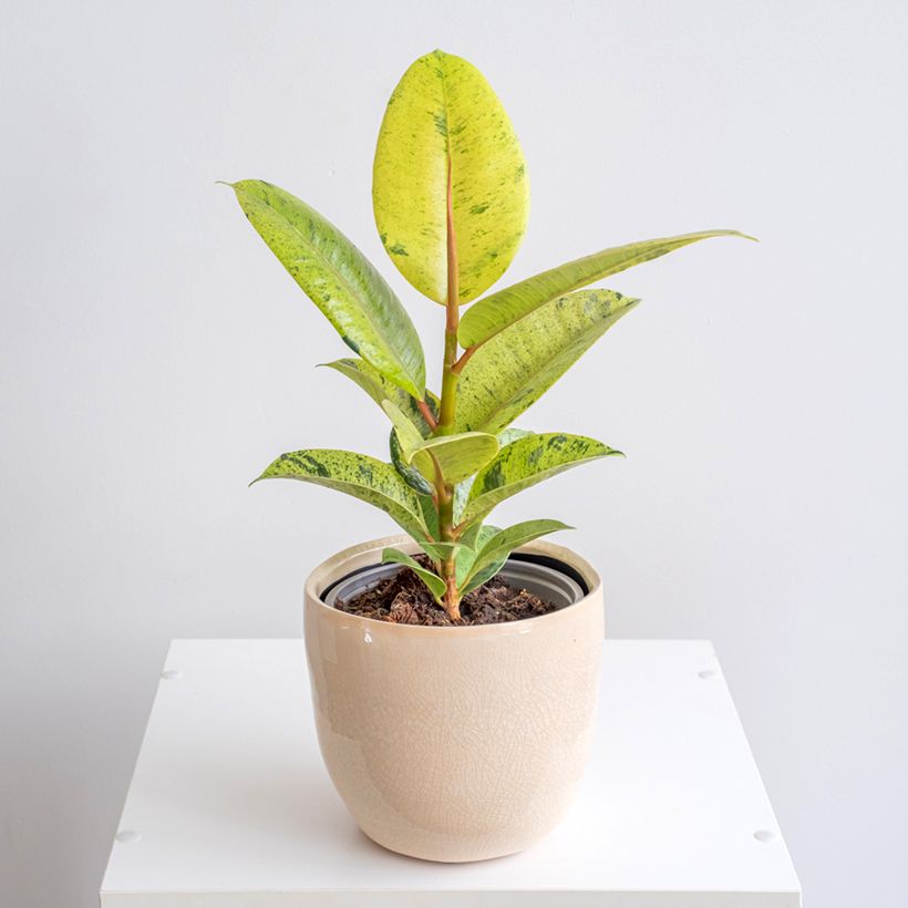 Ficus Shivereana - Gummibaum (Plant habit)