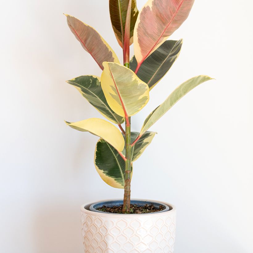 Gummibaum - Ficus Tineke (Plant habit)