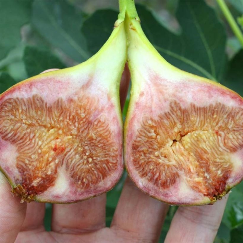 Feige Perretta Gustissimo - Ficus carica (Harvest)