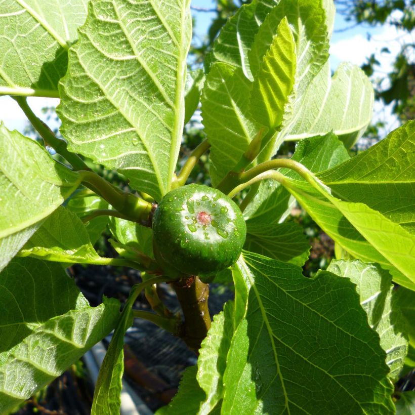 Feige Jordan - Ficus carica (Harvest)