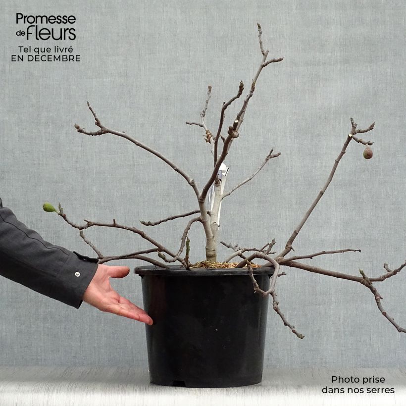 Exemplar von Feige Figality 'Majoam' - Ficus carica Topf mit 7,5L/10L, Strauch wie im Winter geliefert