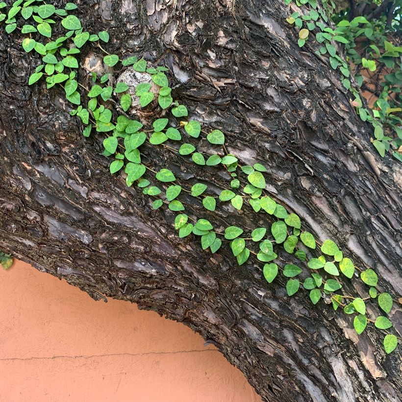 Ficus pumila Arina - Kletter-Feige (Plant habit)