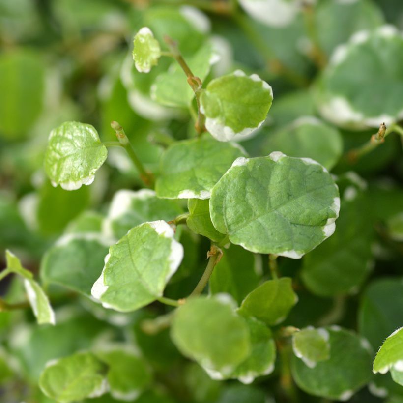 Ficus pumila Bellus - Kletter-Feige (Foliage)