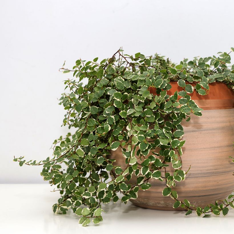 Ficus pumila Bellus - Kletter-Feige (Plant habit)