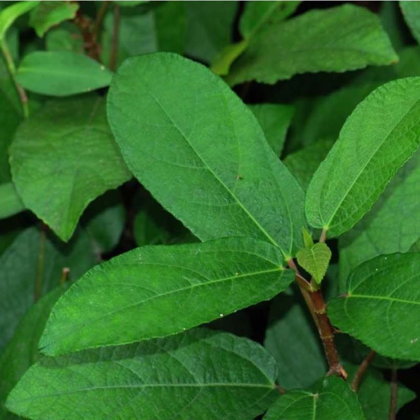 Ficus tikoua (Foliage)