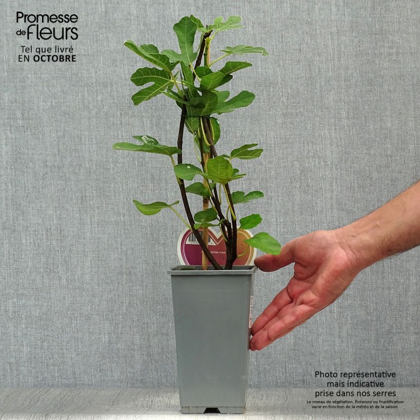Example of Feige Brown Turkey - Ficus carica Topf mit 1,5L/2L, Strauch as you get in automne