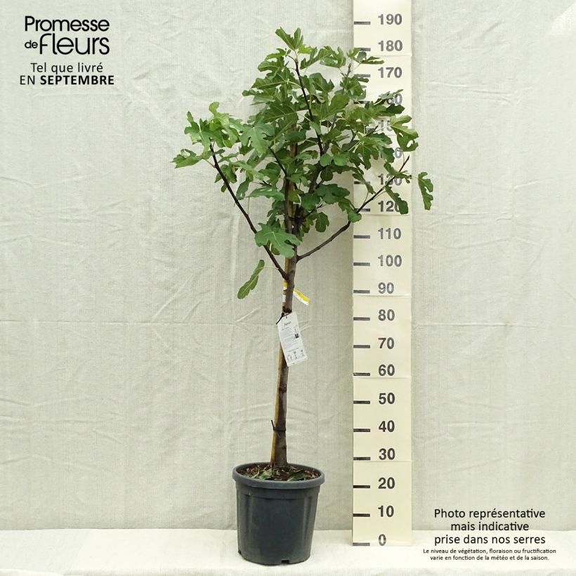 Example of Feige Marseillaise - Ficus carica Topf mit 12L/15L, Halbstamm as you get in automne