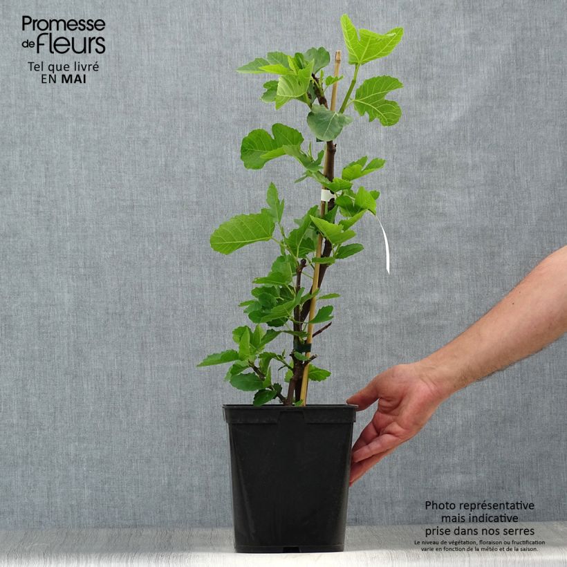 Example of Feige Grise de Tarascon - Ficus carica Topf mit 4L/5L, Strauch as you get in printemps