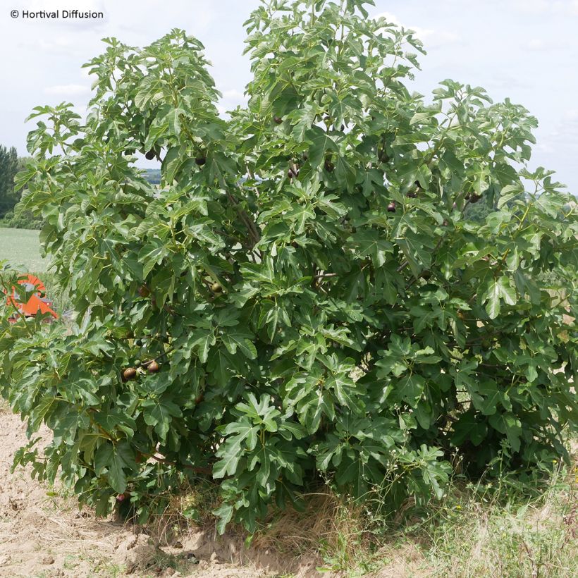 Feige Rouge de juillet 'Minfigfor' - Ficus carica (Plant habit)