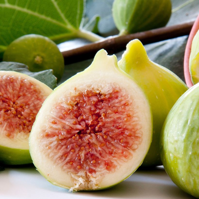 Feige Gentile Bianco - Ficus carica (Harvest)