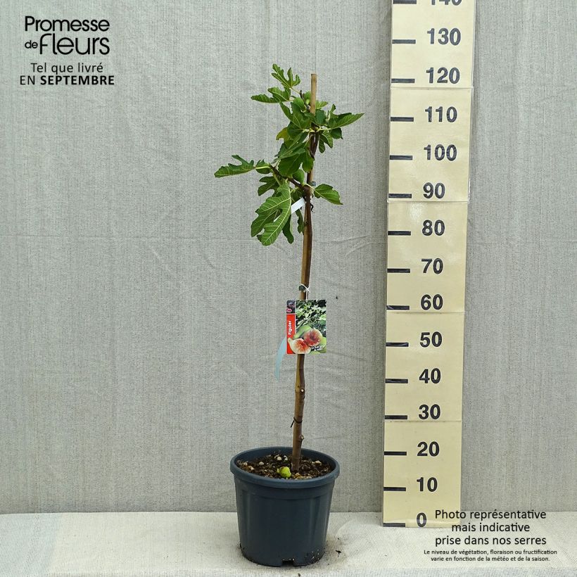 Example of Feige Goutte d'Or - Ficus carica Topf mit 7,5L/10L, Halbstamm as you get in ete