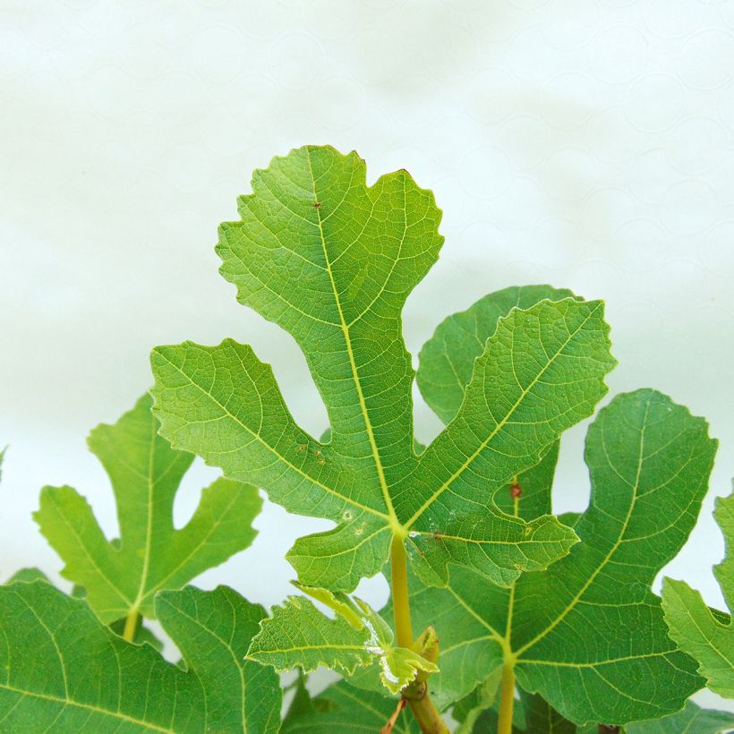 Feige Goutte d'Or - Ficus carica (Foliage)
