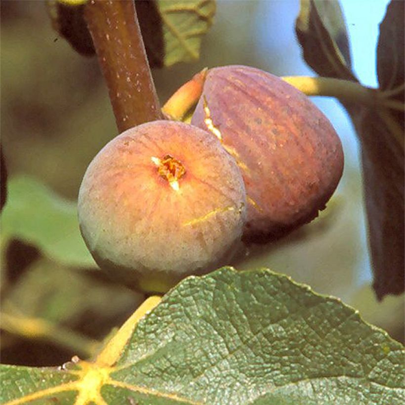Feige Grise de Saint Jean - Ficus carica (Harvest)