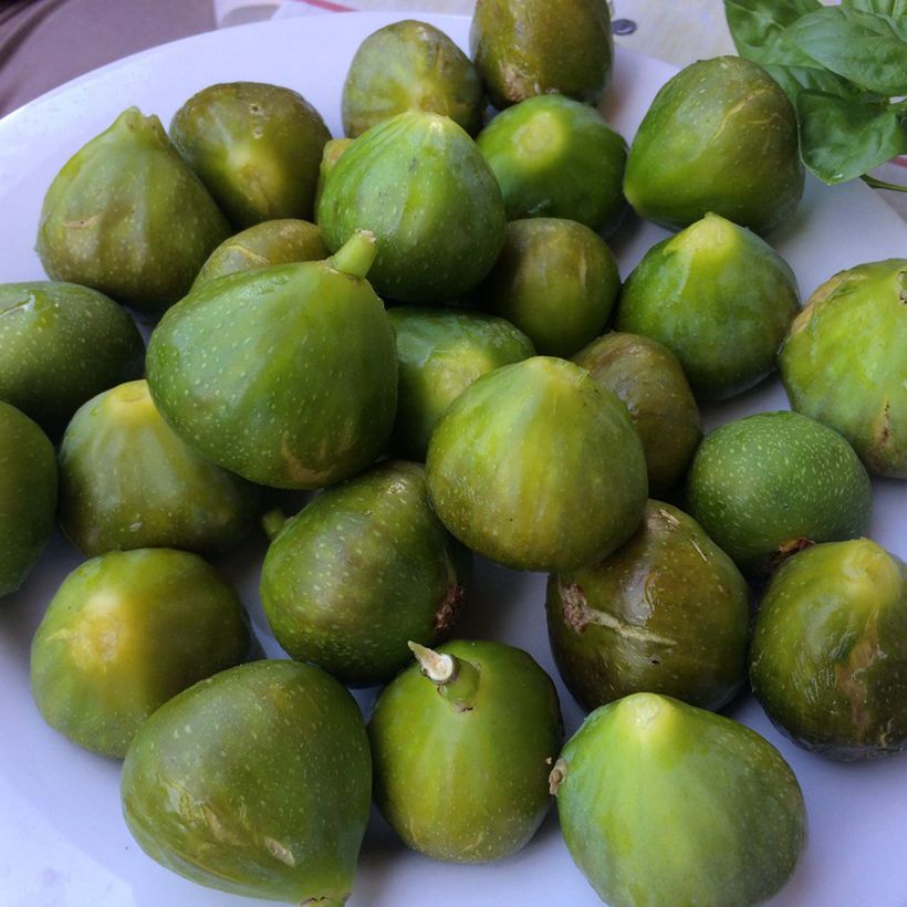 Feige Gustis Ficcolino - Ficus carica (Harvest)