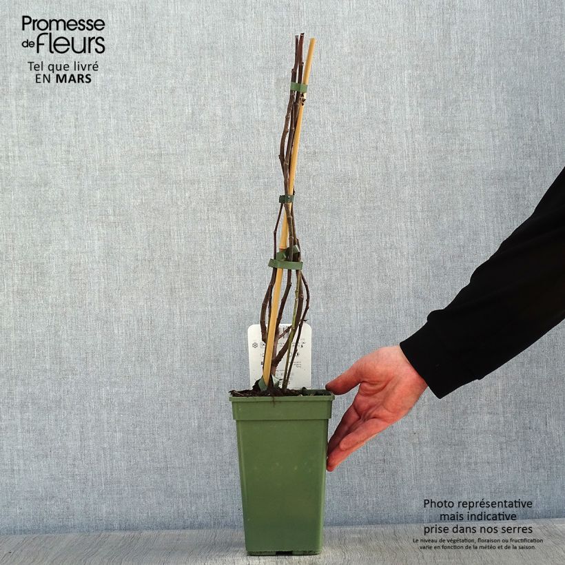 Exemplar von Feige Perretta Gustissimo - Ficus carica Topf mit 2L/3L, Strauch wie im Winter geliefert