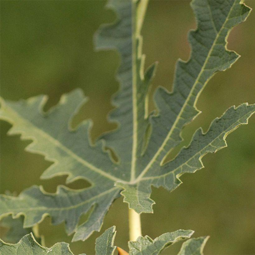 Feige Ice crystal - Ficus carica (Foliage)