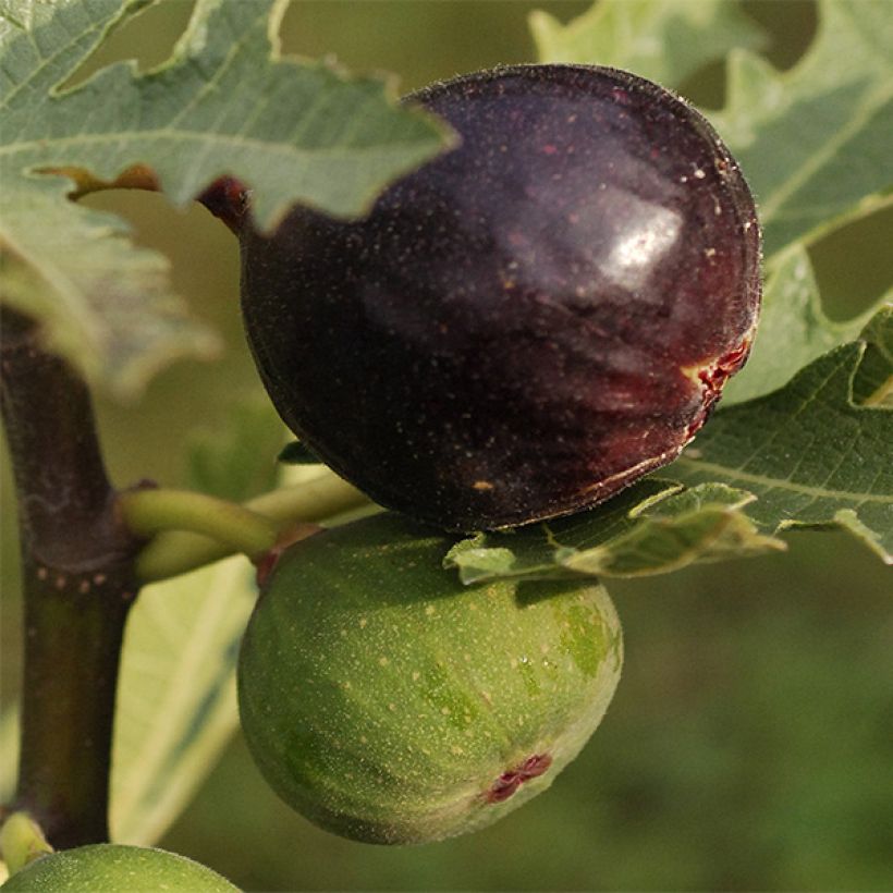 Feige Ice crystal - Ficus carica (Harvest)
