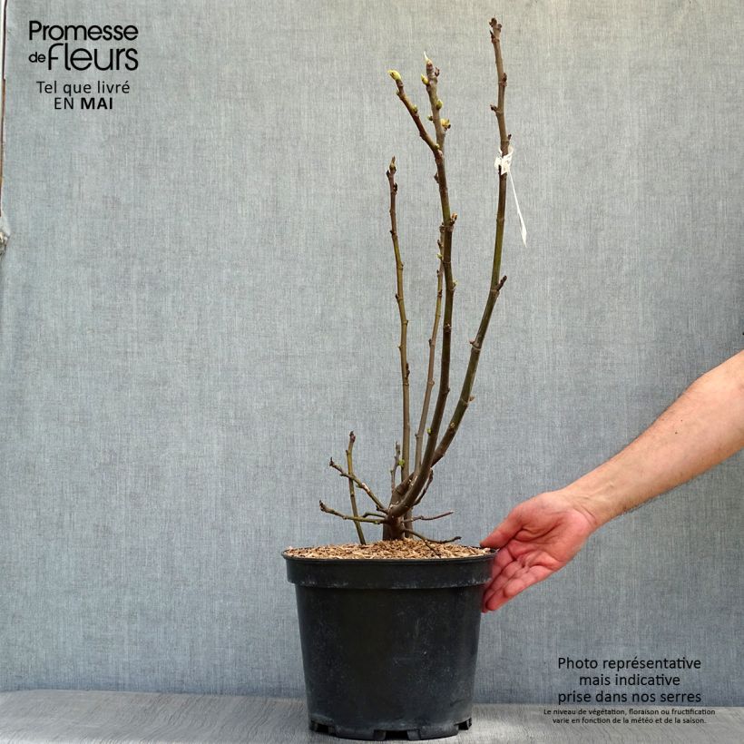 Exemplar von Feige Ice crystal - Ficus carica Topf mit 4L/5L, Strauch wie im Frühjahr geliefert