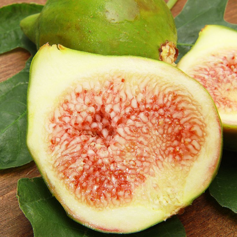 Feige Jannot - Ficus carica (Harvest)