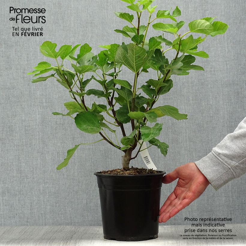 Example of Feige Jannot - Ficus carica Topf mit 4L/5L as you get in automne