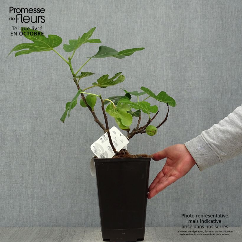 Example of Feige Jordan - Ficus carica Topf mit 4L/5L, Strauch as you get in automne