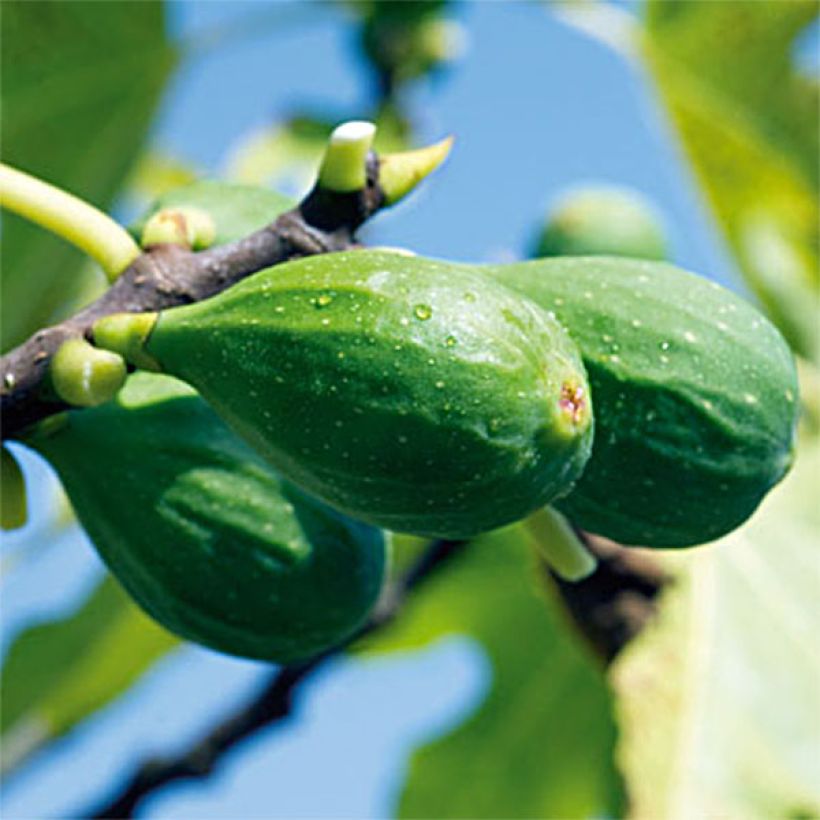 Feige Longue d'Août - Ficus carica (Harvest)