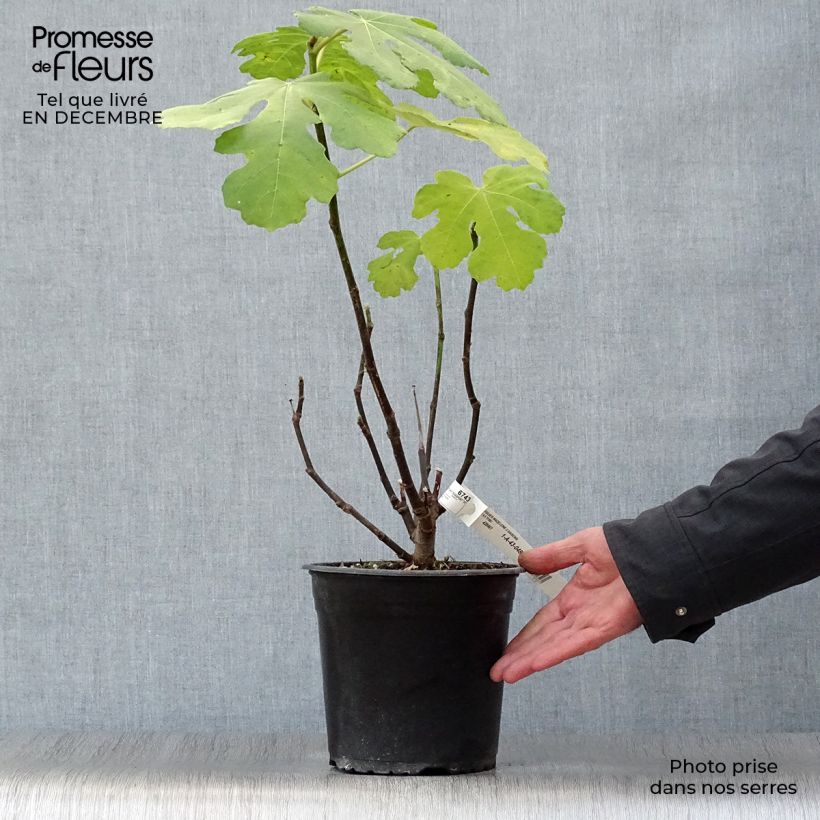 Exemplar von Feige Madeleine des Deux saisons - Ficus carica Topf mit 4L/5L, Strauch wie im Winter geliefert