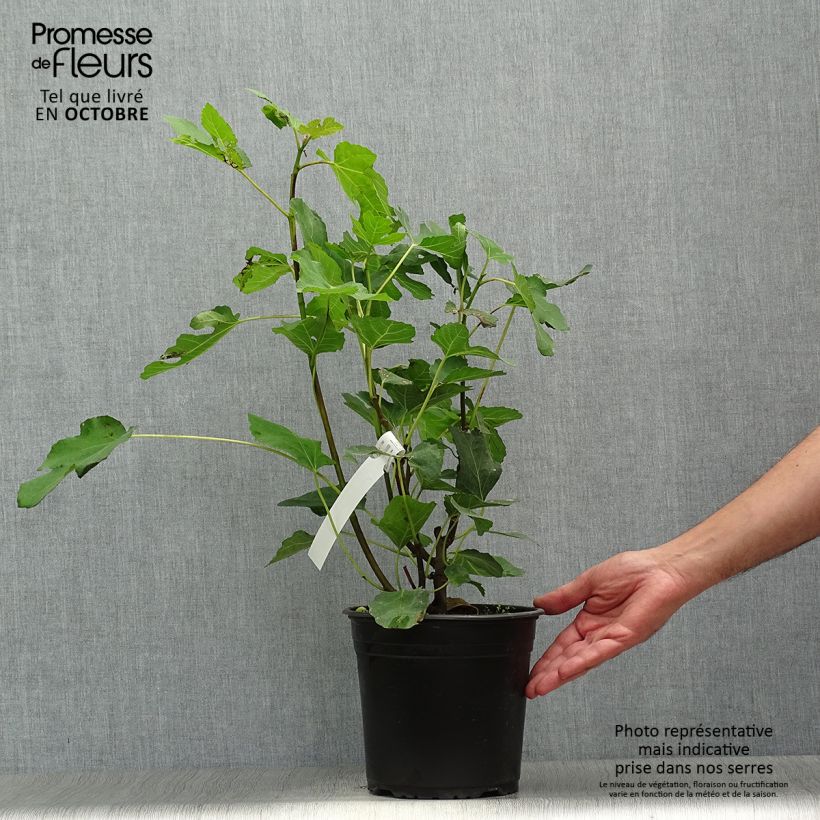 Example of Feige Madeleine des Deux saisons - Ficus carica Topf mit 4L/5L, Strauch as you get in automne