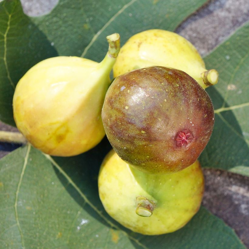 Feige Madeleine des Deux saisons - Ficus carica (Flowering)